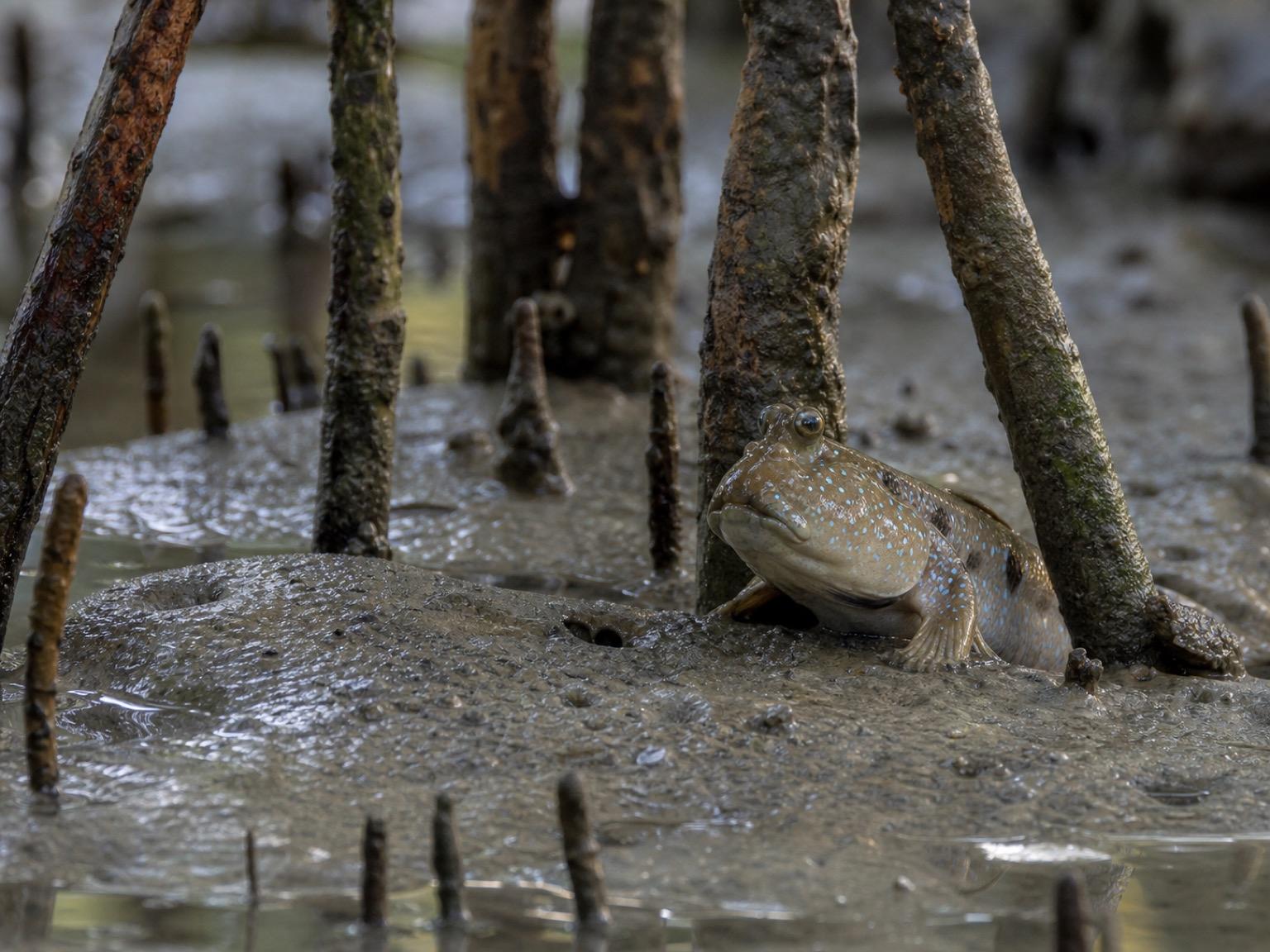 Mangrove Mudskipper Wildlife Photography Prompt