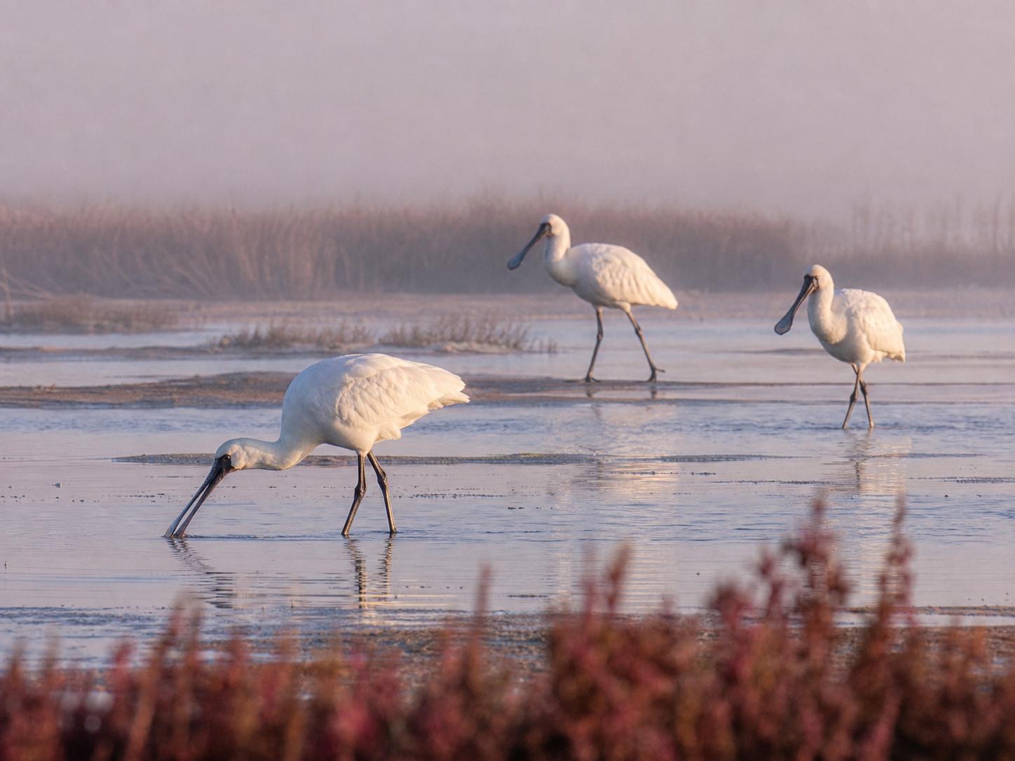 Misty Salt Marsh Spoonbill Feeding Wildlife Prompt