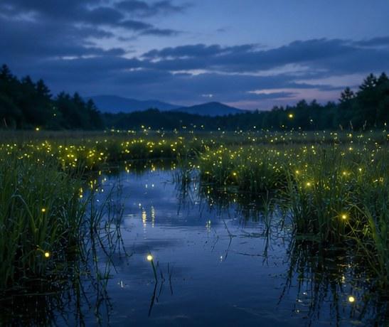 Firefly Wetland Nature Prompt
