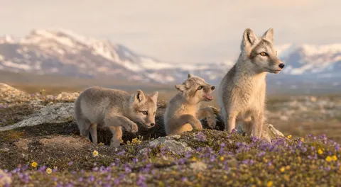 Summer Tundra Arctic Fox Family Wildlife Prompt