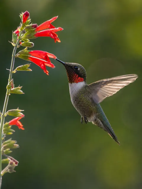 Hummingbird hovering flower wildlife prompt