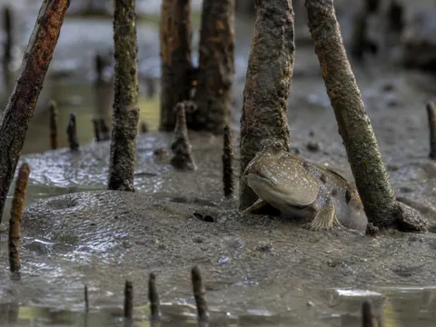 Mangrove Mudskipper Wildlife Photography Prompt