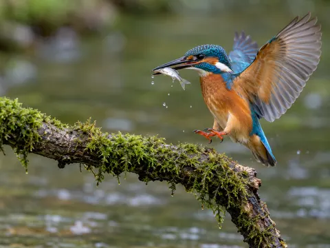 Kingfisher Returning to Stream Perch Wildlife Photo Prompt