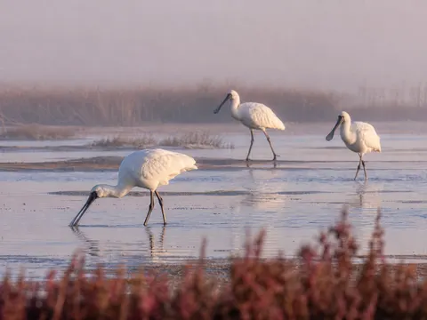 Misty Salt Marsh Spoonbill Feeding Wildlife Prompt