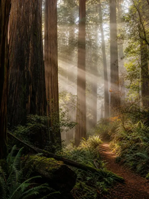 Autumn Redwood Forest Misty Sunbeams Nature Prompt