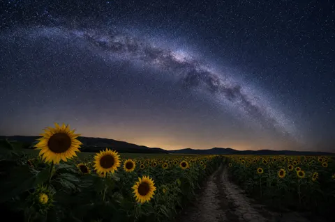 Summer Milky Way Sunflower Field Nature Photo Prompt